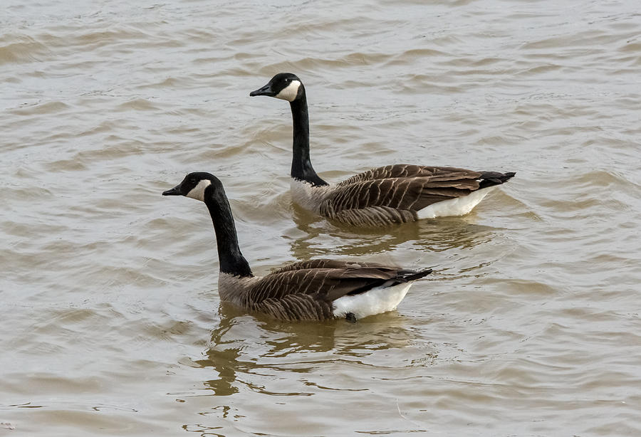 Geese Couple Photograph by Holden The Moment