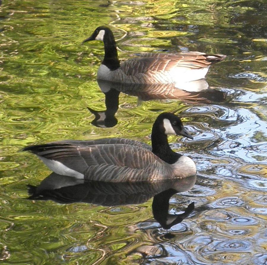 Geese Crossing Paths by MJ Bath