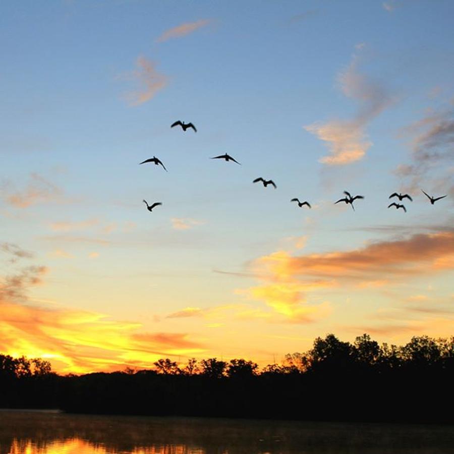 Geese Crossing The Lakeside Skyline Photograph by Robert Carey