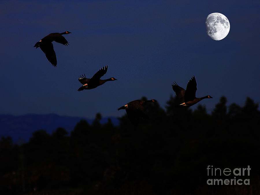 Animal Photograph - Geese Dancing in the Moon by Wingsdomain Art and Photography