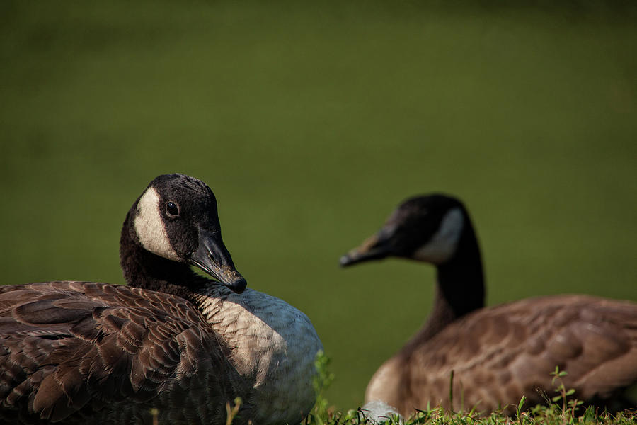 Geese Duo Photograph by Karol Livote