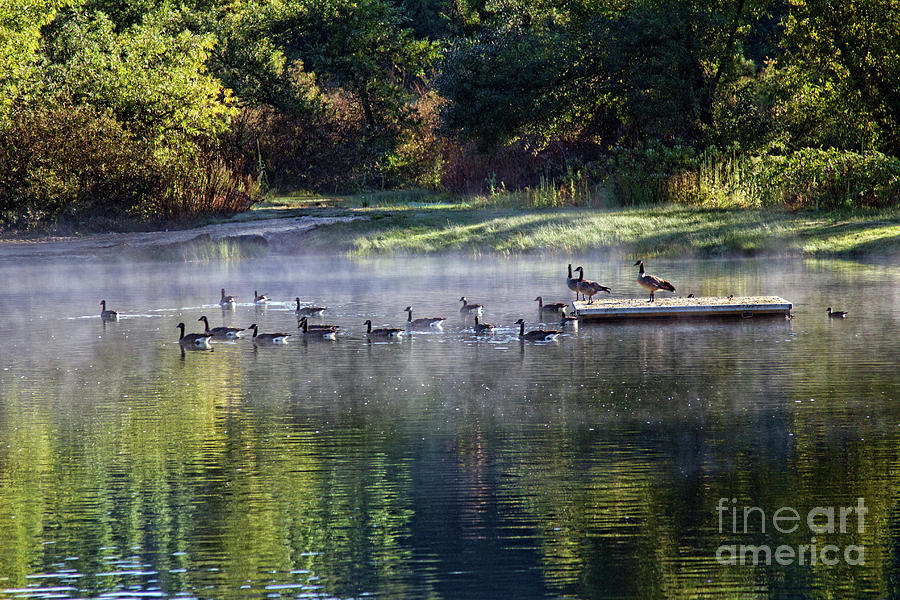 Geese Early Am Misty Pond  Photograph by Chuck Kuhn