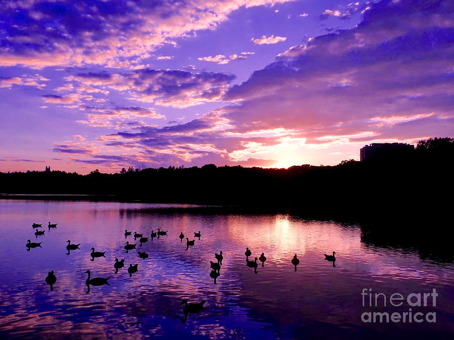 Geese Enjoying a Purple Sunset Swim Photograph by Beth Myer Photography