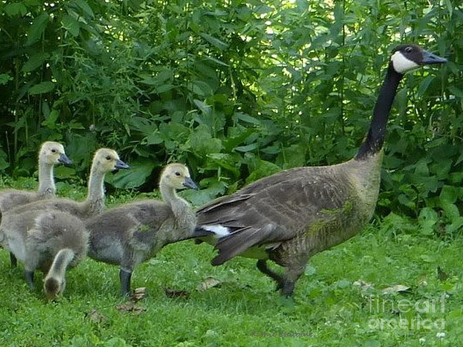 Geese Family Photograph by Kathie Chicoine