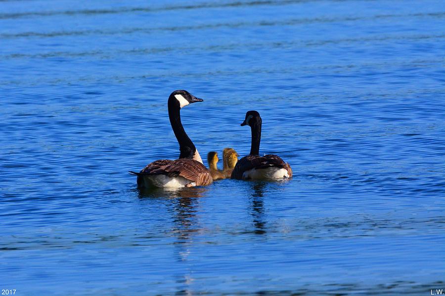Geese Family Photograph by Lisa Wooten