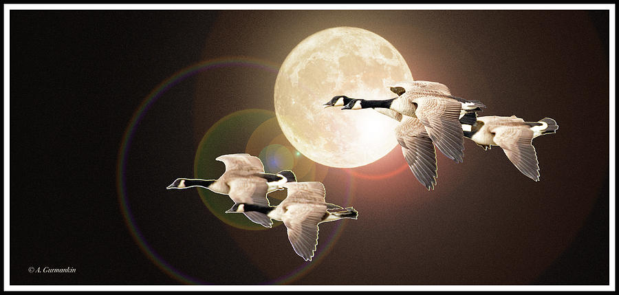 Geese Fly on a Moonlit Night Digital Art by A Macarthur Gurmankin