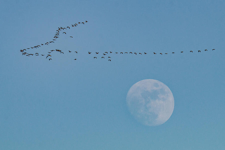Geese Fly Over the Moon Photograph by Tony Hake