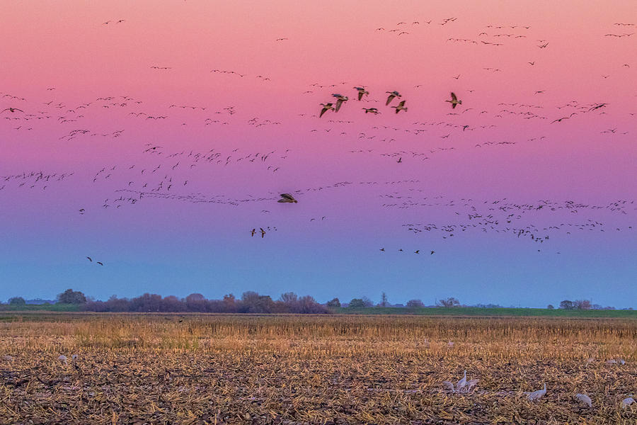Geese Flying at Sunset Photograph by Marc Crumpler