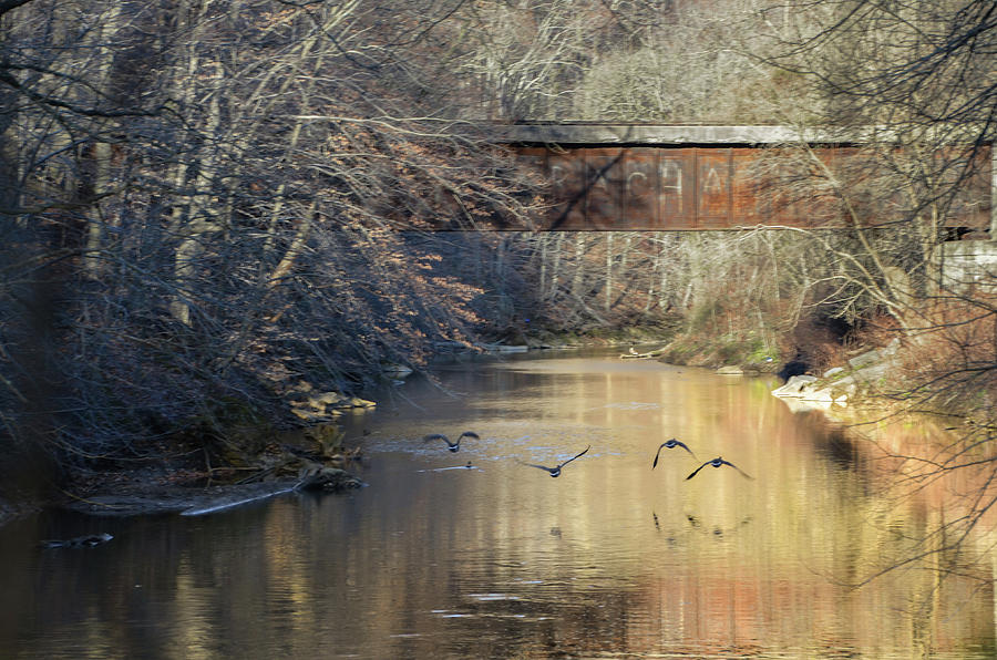 Geese Flying on Chester Creek Photograph by Bill Cannon