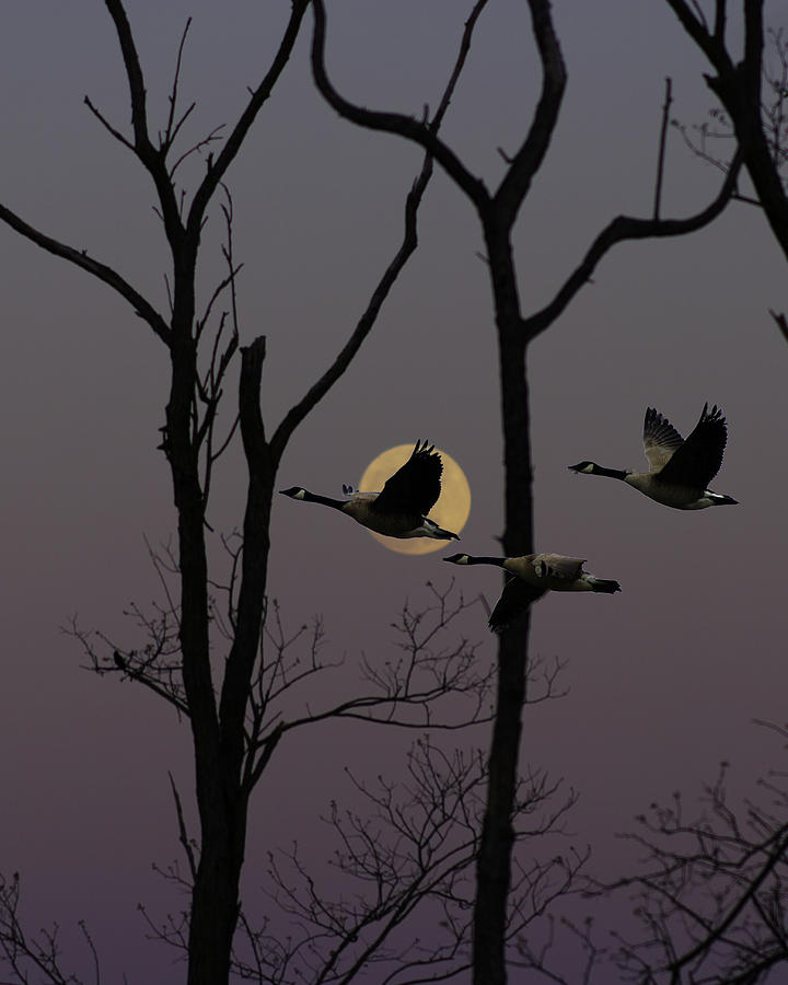 Feather Digital Art - Geese Flying Past Moon by Ron Kruger