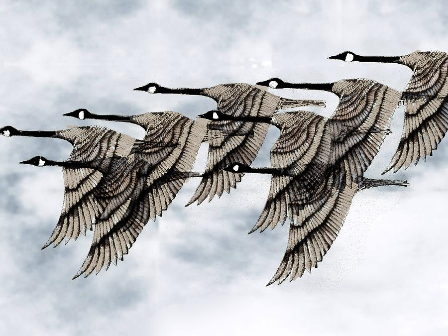 Geese Flying South Mixed Media by Tony Kroll