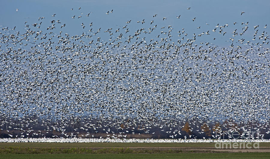 Geese Galore.. Photograph by Nina Stavlund