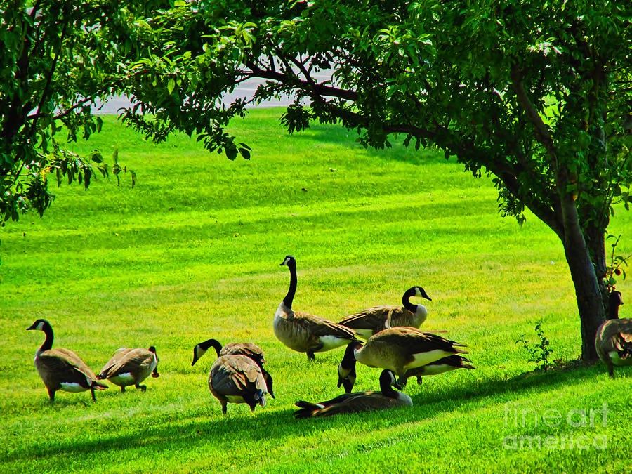 Geese Geting Some Shade Photograph