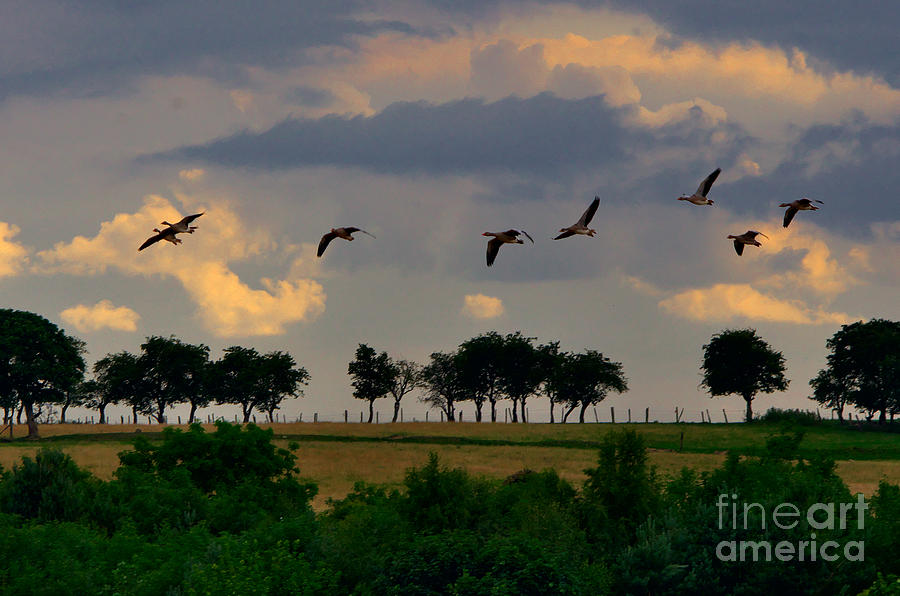Geese Heading for Home Photograph by Martyn Arnold