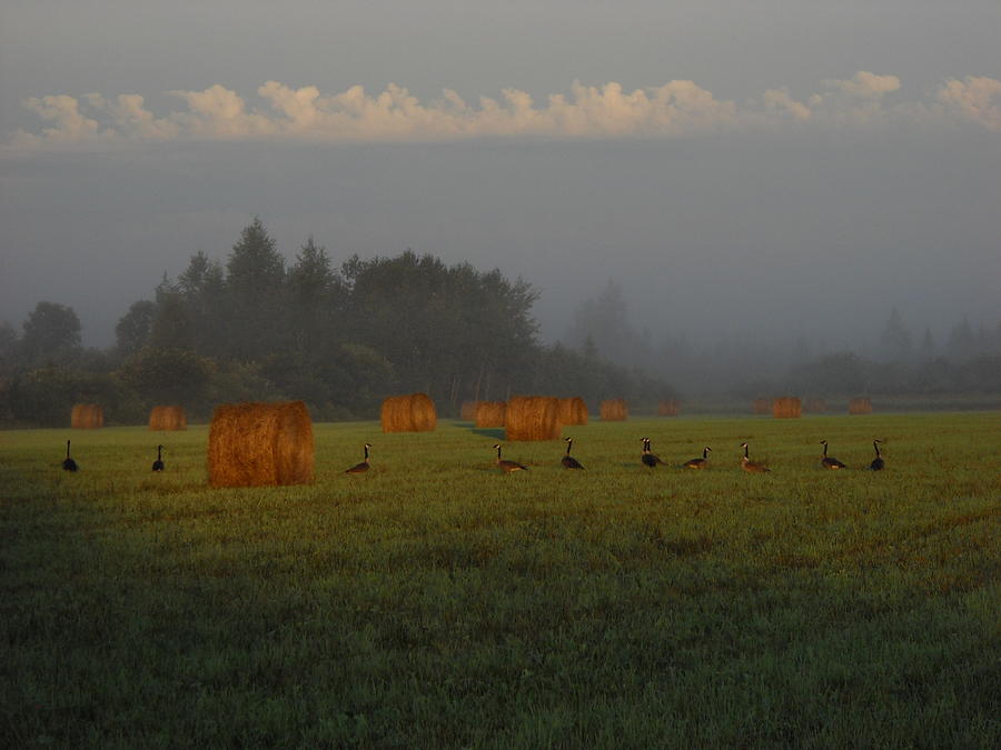 Geese in a Foggy Hay Field Photograph by Kent Lorentzen