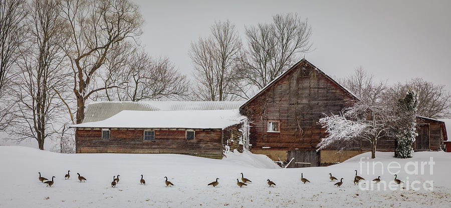 Geese in a Row Photograph by Jim Gillen