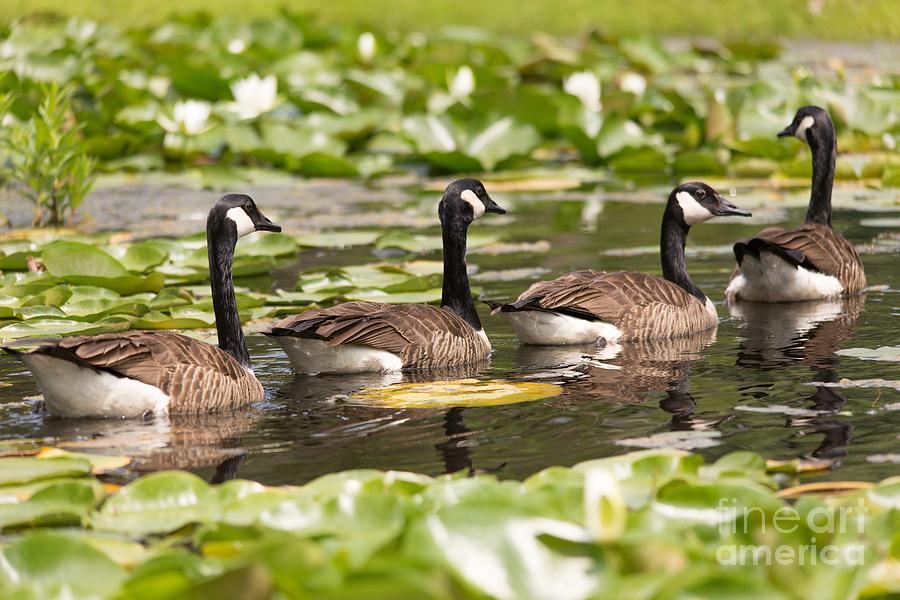 Geese Photograph - Geese In A Row by Mary Lou Chmura
