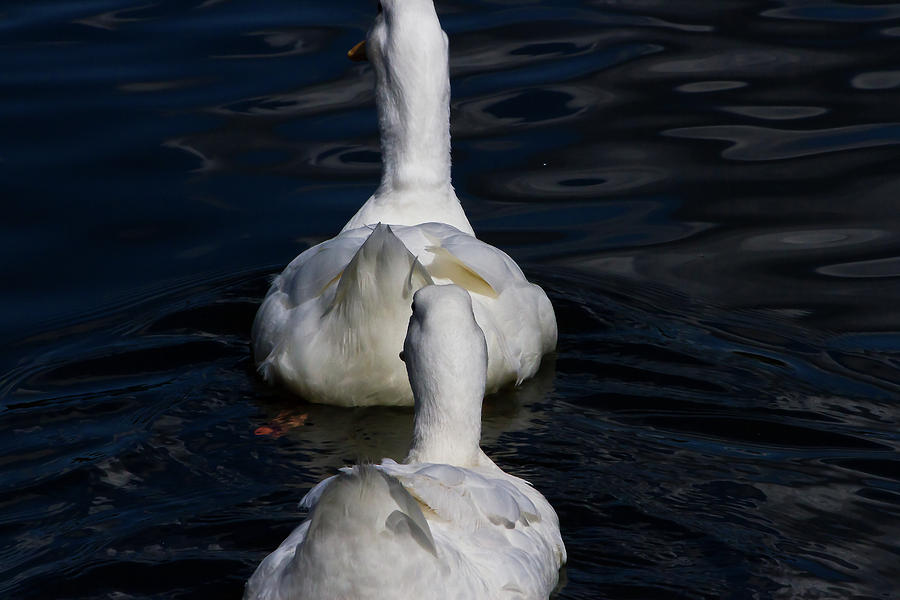 Geese Photograph - Geese In A Row by Miroslava Jurcik