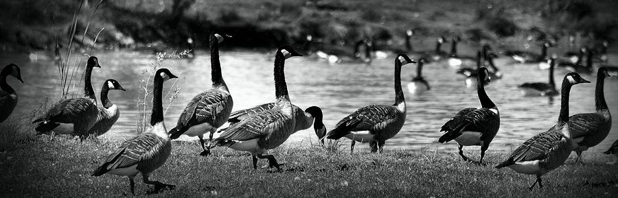 Geese In A Row Photograph by Nadalyn Larsen
