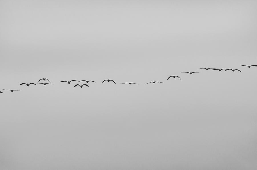 Geese in a row Photograph by Richard Verkuyl