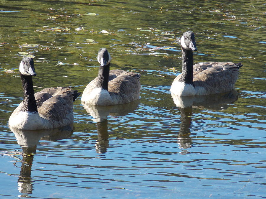 Geese in a Row1 Photograph by Nina Kindred
