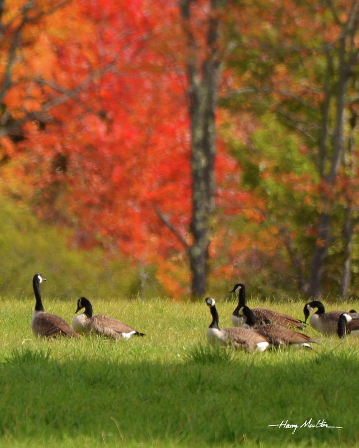 Geese in Autumn 2 Photograph by Harry Moulton