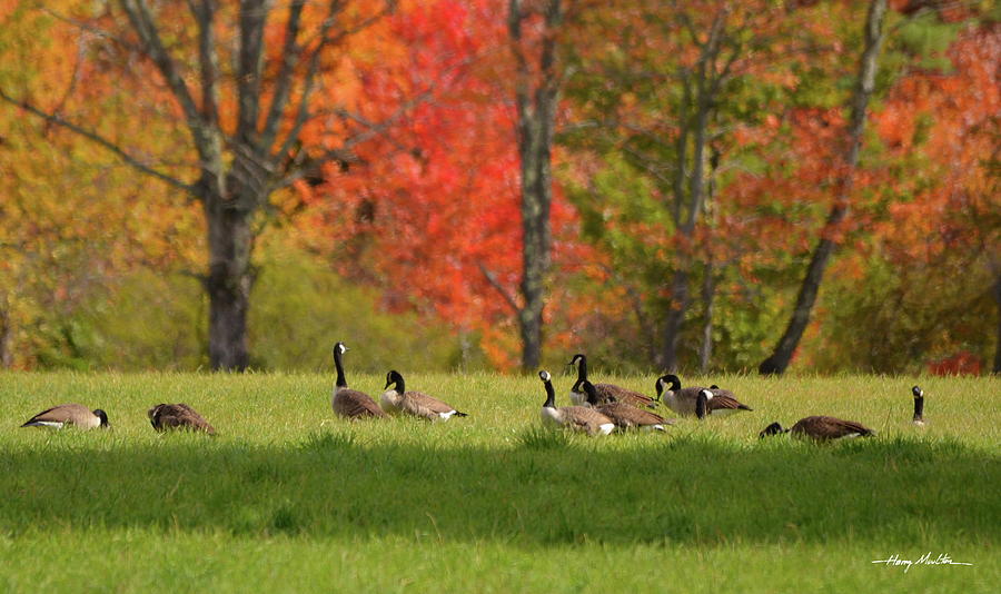 Geese in Autumn Photograph by Harry Moulton