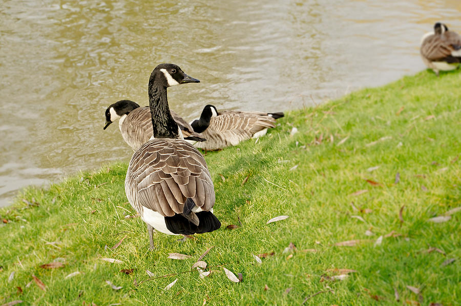Geese in Cambridge winter. Photograph by Elena Perelman