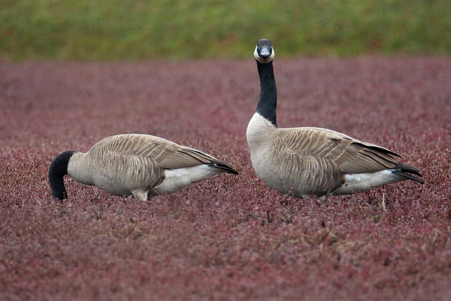 Geese In Cranberry Bed Photograph by Brook Burling