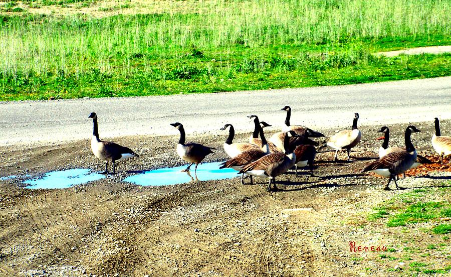 GEESE in DISTRESS Photograph by A L Sadie Reneau