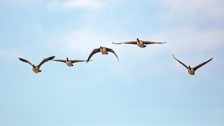 Geese in Flight 2018 Photograph by Bill Wakeley