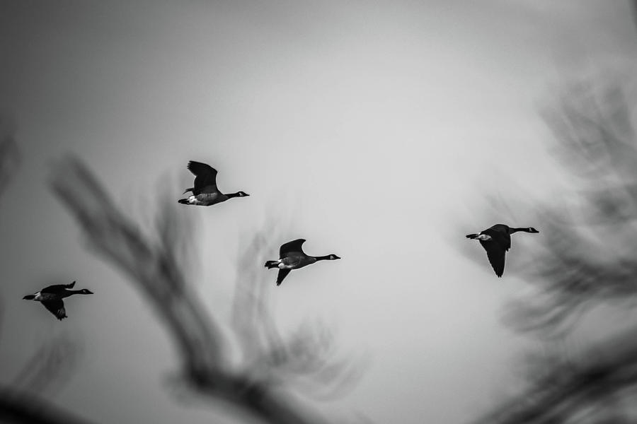 Geese in Flight Abstract Photograph by Bruce Pritchett