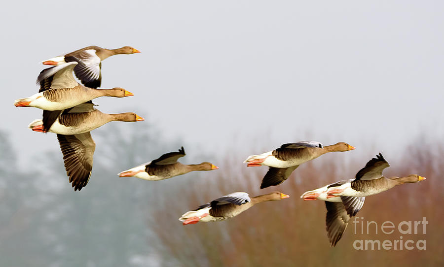 Geese in flight Photograph by Colin Rayner