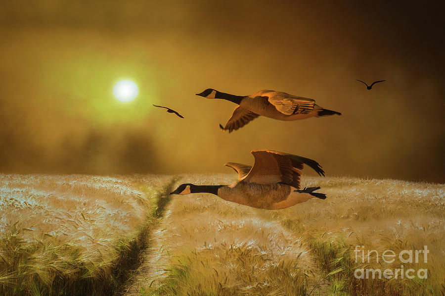 Geese In Flight Digital Art