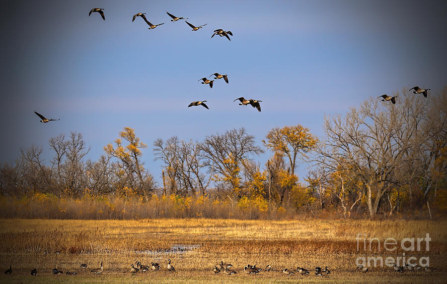 Geese in Flight Photograph by Elizabeth Winter