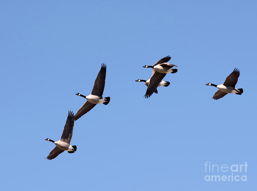 Geese in flight Photograph by Jeff Swan
