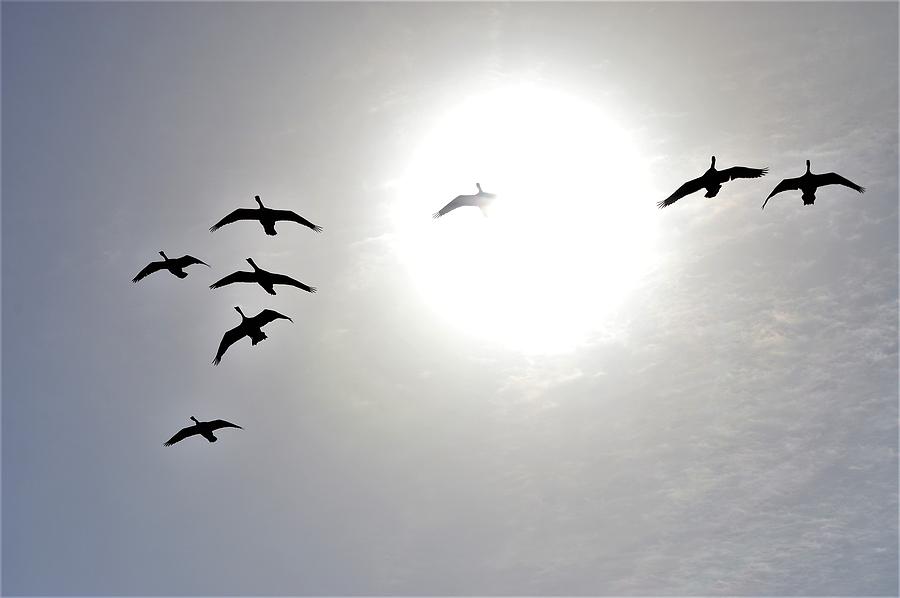Geese In Flight Photograph by Jewels Hamrick