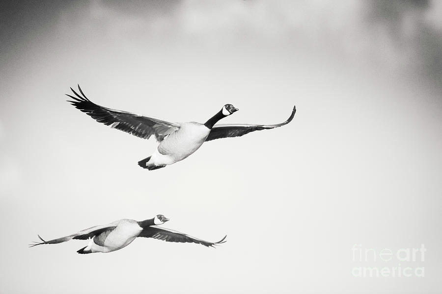Geese In Flight Photograph - Geese In Flight by Michael McStamp Geese In Flight Photograph - Geese In Flight by Michael McStamp