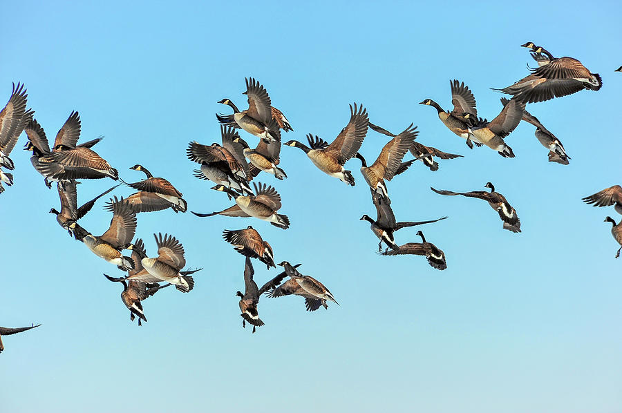Geese in flight Photograph by Patrick Wolf