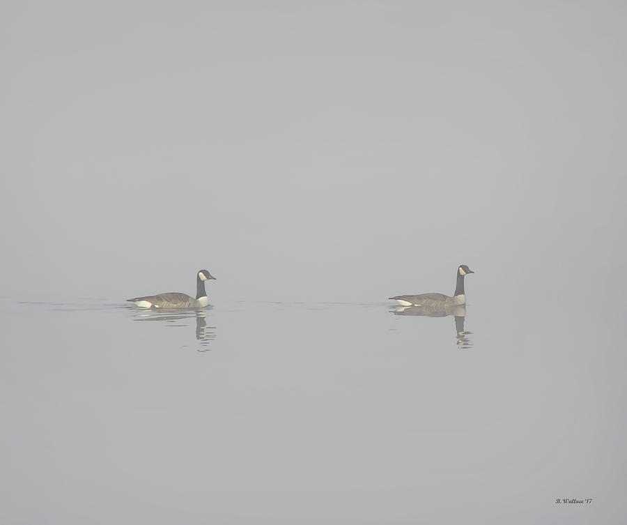 Geese In Fog Photograph by Brian Wallace