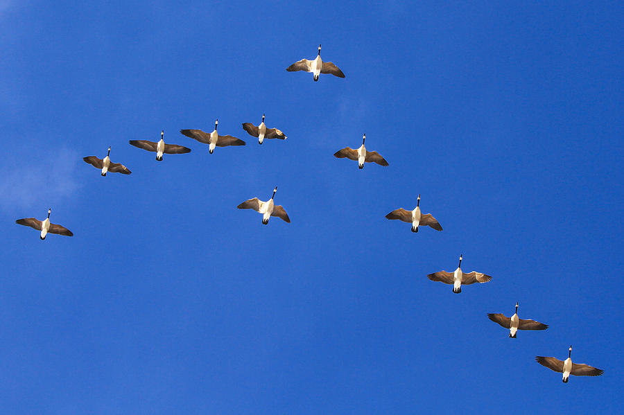 Geese In Formation Photograph by Juli Ellen