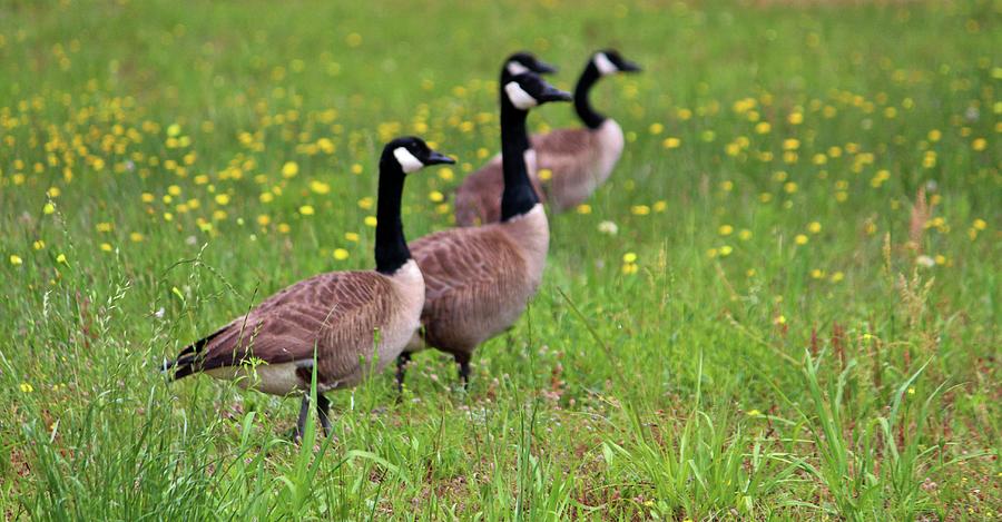 Goose Photograph - Geese In The Dandelions by Cynthia Guinn