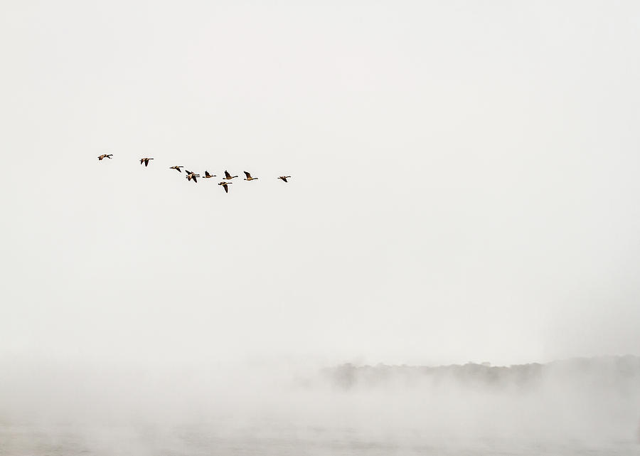 Geese In The Fog Photograph by Randall Evans