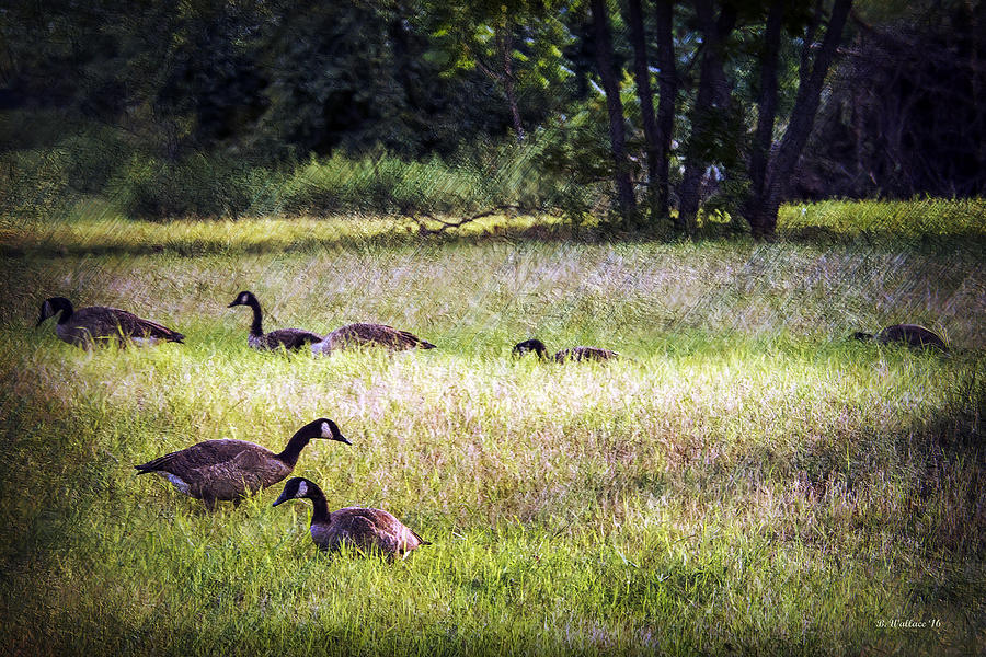 Geese In The Grass Photograph by Brian Wallace