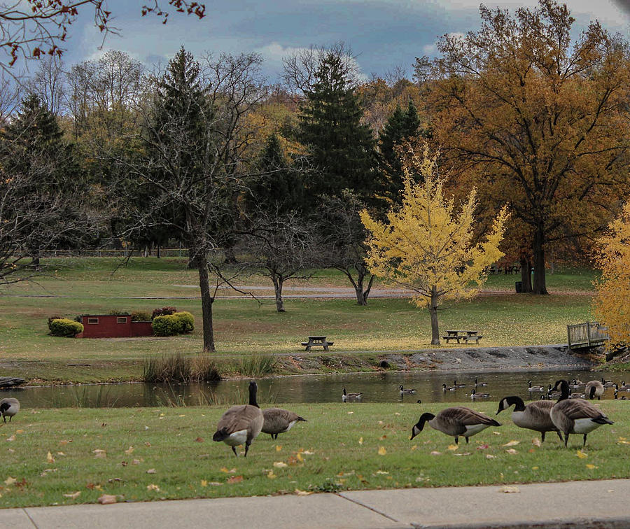 Geese in the Park Photograph by Victory Designs