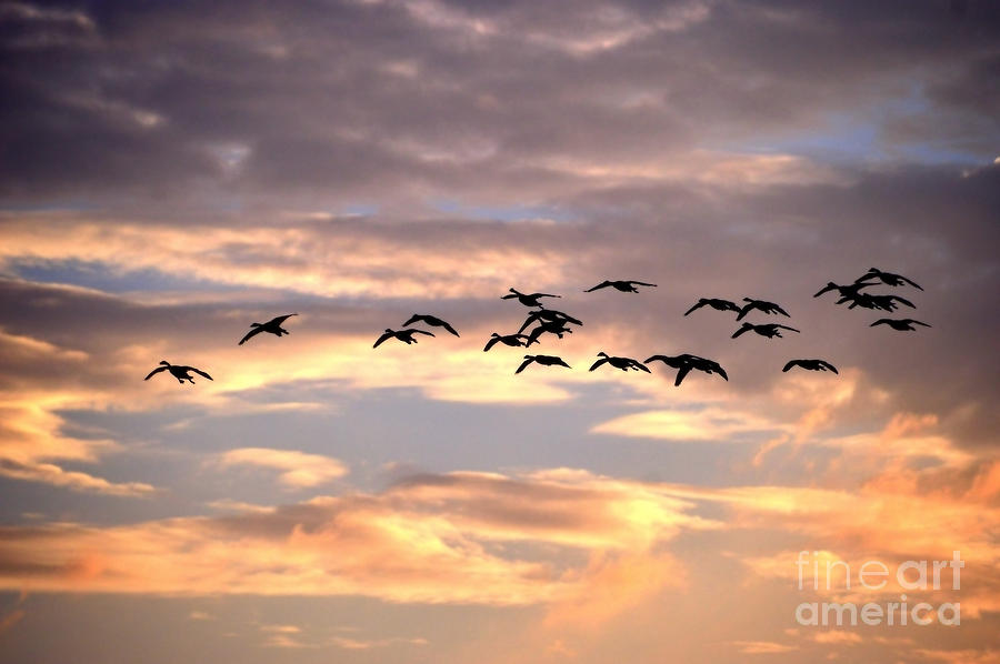 Geese In The Sky Photograph by Sheila Lee