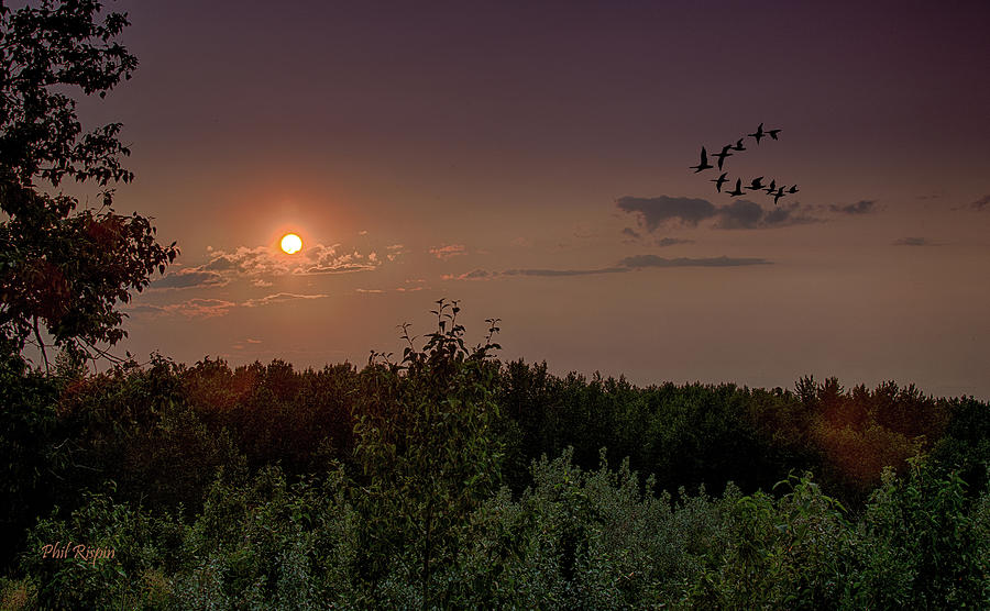 Geese Photograph - Geese in the Sunset by Phil And Karen Rispin