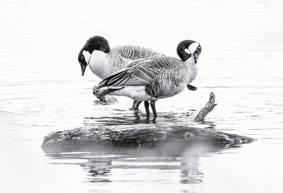 Geese Island Photograph by Athena Mckinzie