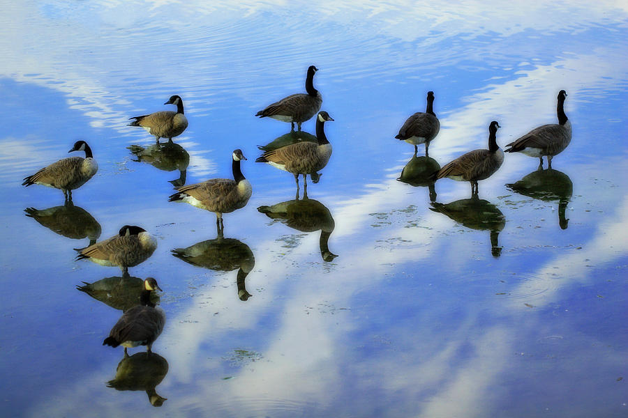 Geese Lake Reflections  Photograph by Randy Steele