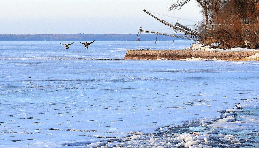 Geese Landing On Ice  Digital Art by Lyle Crump